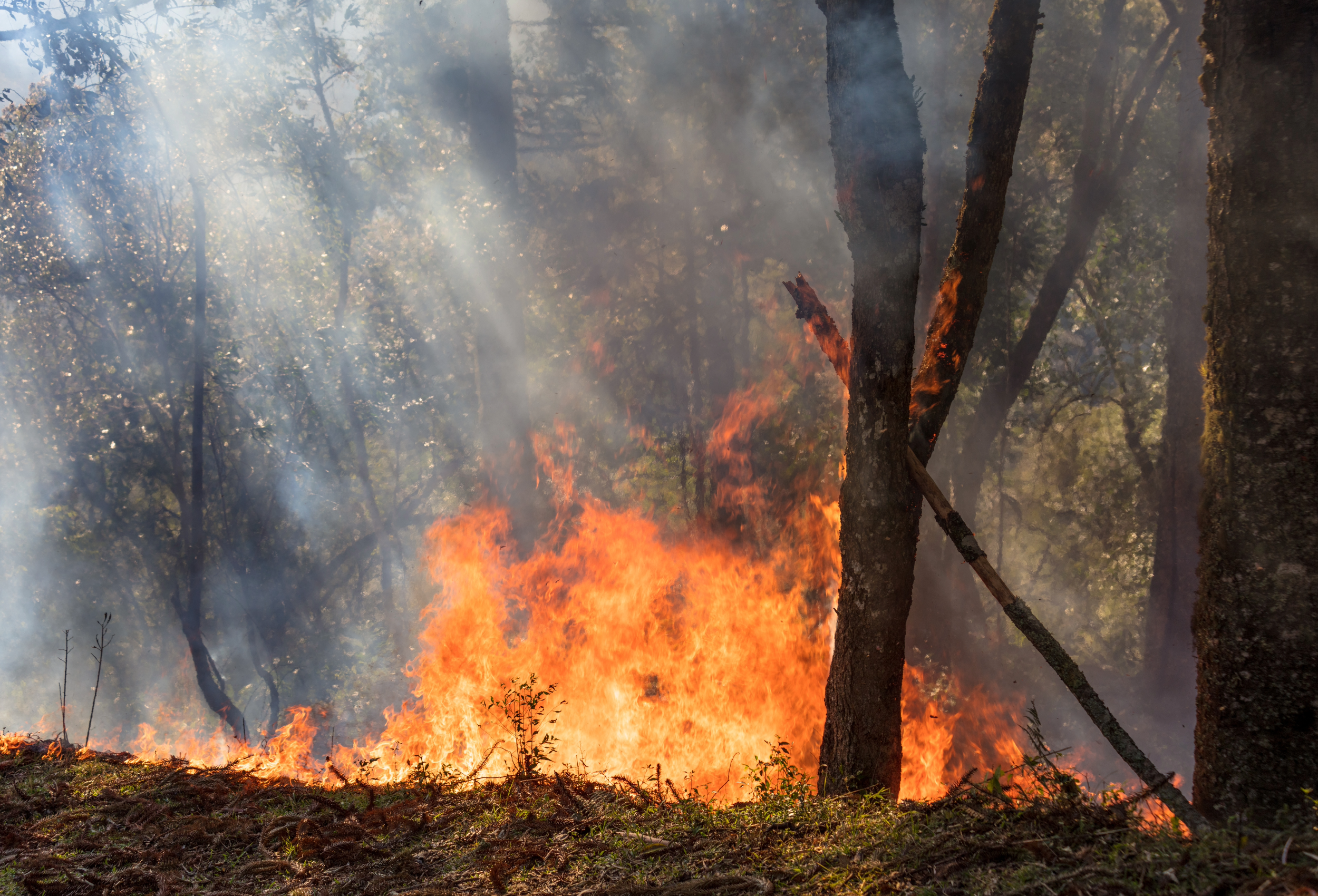 Incendi Sud